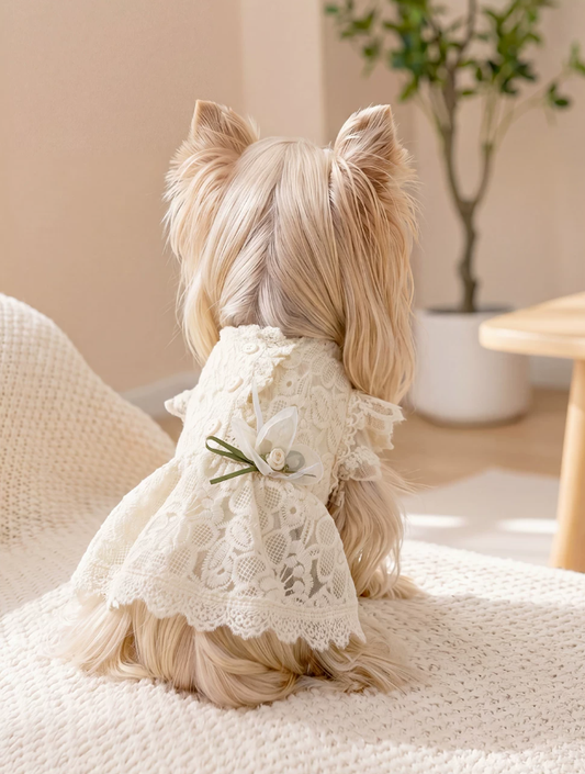 Lace Bridal-Inspired Puppy Gown
