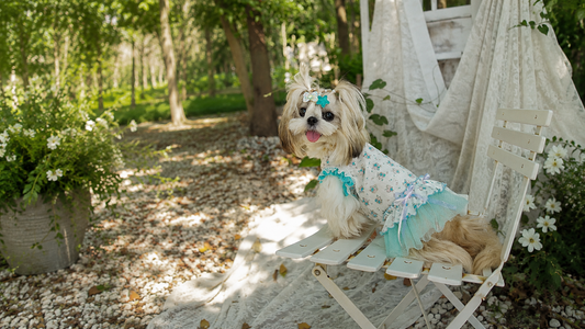 Breathable Summer Dog Dresses Collection | AureviaMart Small Breed Princess Fashion Editorial