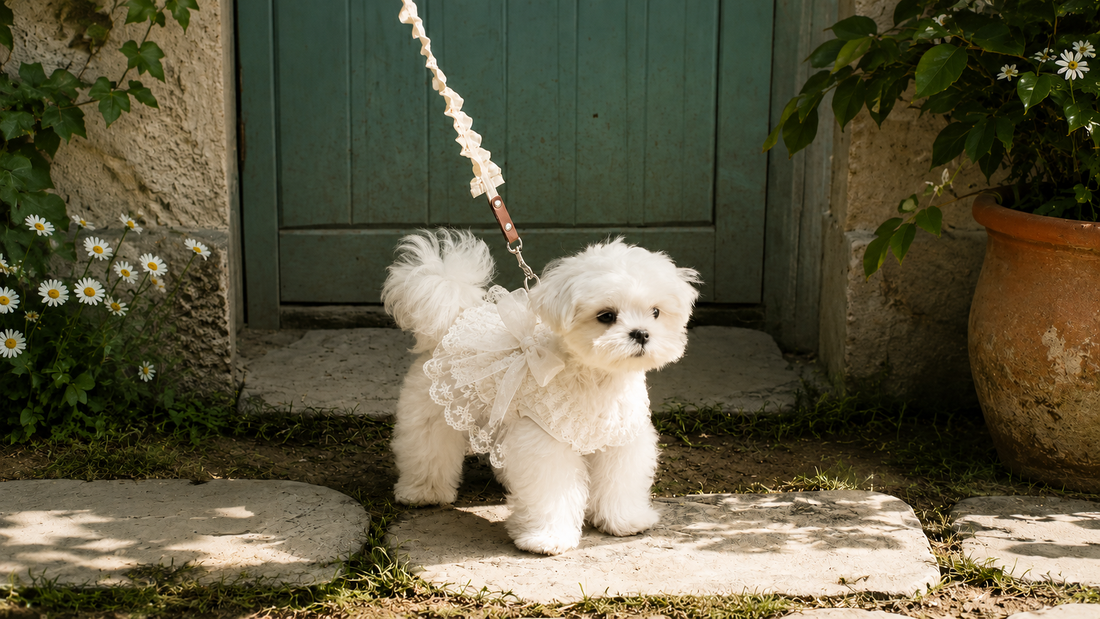 AureviaMart Spring–Summer Princess Dog Dresses Collection | Elegant Comfort for Small Dogs