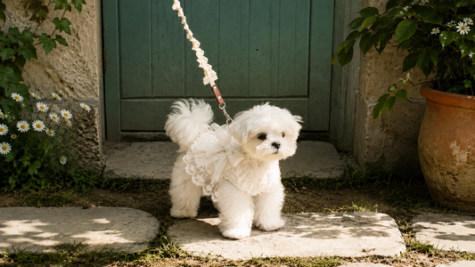 AureviaMart Spring–Summer Princess Dog Dresses Collection | Elegant Comfort for Small Dogs