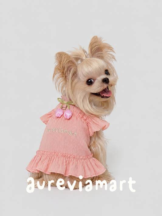 Lace Suspender Mini Dress for Schnauzer